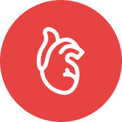 Sistema Cardivascular