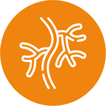 Sistema circulatorio